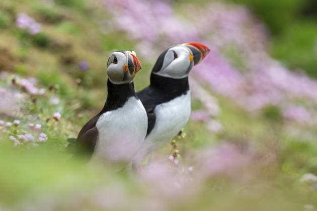 Zwei Papageitaucher (Fratercula arctica), Papageientaucher, Sumburgh Head, Mainland, Shetlandinseln, Schottland, Großbritannien Two puffins (Fratercula arctica), puffins, Sumburgh Head, Mainland, Shetland Islands, Scotland, Great Britain Copyright: imageBROKER RobertxHaasmann ibxroh18091127.jpg