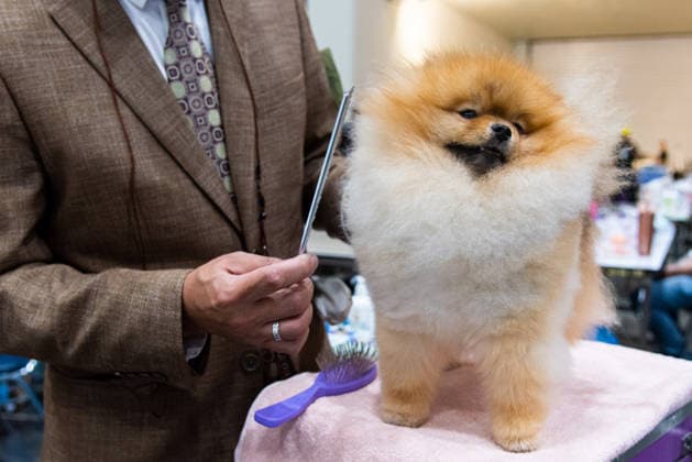 Thailand International Dog Show 2026 in Bangkok, Thailand - 26 Jun 2026 A competitor prepares a Pomeranian dog during the Thailand International Dog Show 2026 at Impact Muang Thong. Bangkok Thailand Copyright: xPeeraponxBoonyakiatx xSOPAxImagesx Dog Show 2026-4