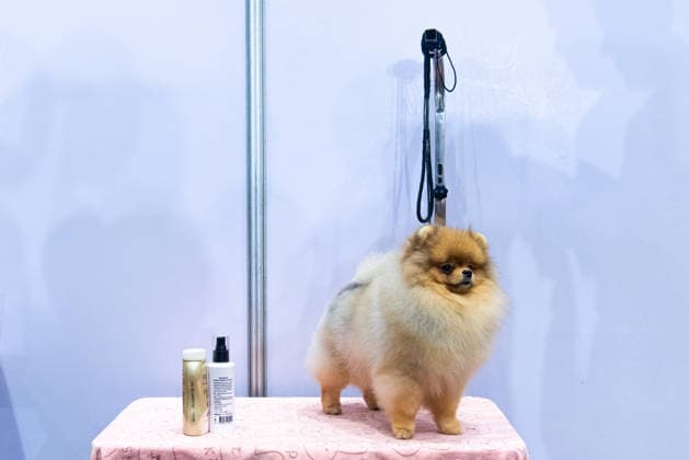 Thailand International Dog Show 2026 in Bangkok, Thailand - 26 Jun 2026 A Pomeranian dog seen during the Thailand International Dog Show 2026 at Impact Muang Thong. Bangkok Thailand Copyright: xPeeraponxBoonyakiatx xSOPAxImagesx Dog Show 2026-12