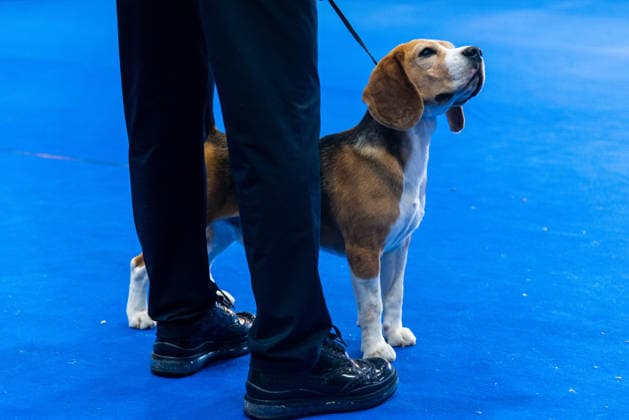 Thailand International Dog Show 2026 in Bangkok, Thailand - 26 Jun 2026 A Beagle dog seen during the dog show in the Thailand International Dog Show 2026 at Impact Muang Thong. Bangkok Thailand Copyright: xPeeraponxBoonyakiatx xSOPAxImagesx Dog Show 2026-13