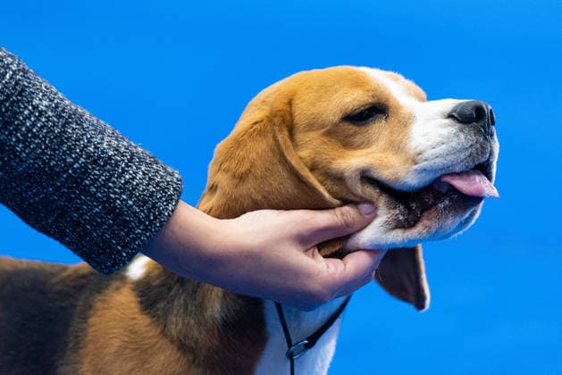 Thailand International Dog Show 2026 in Bangkok, Thailand - 26 Jun 2026 A Beagle dog seen during the dog show in the Thailand International Dog Show 2026 at Impact Muang Thong. Bangkok Thailand Copyright: xPeeraponxBoonyakiatx xSOPAxImagesx Dog Show 2026-14