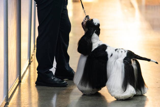 Thailand International Dog Show 2026 in Bangkok, Thailand - 26 Jun 2026 An American Cocker Spaniel dog seen during the dog show in the Thailand International Dog Show 2026 at Impact Muang Thong. Bangkok Thailand Copyright: xPeeraponxBoonyakiatx xSOPAxImagesx Dog Show 2026-17
