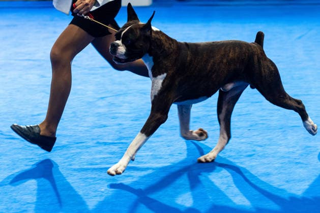 Thailand International Dog Show 2026 in Bangkok, Thailand - 26 Jun 2026 A Boxer dog seen during the dog show in the Thailand International Dog Show 2026 at Impact Muang Thong. Bangkok Thailand Copyright: xPeeraponxBoonyakiatx xSOPAxImagesx Dog Show 2026-8