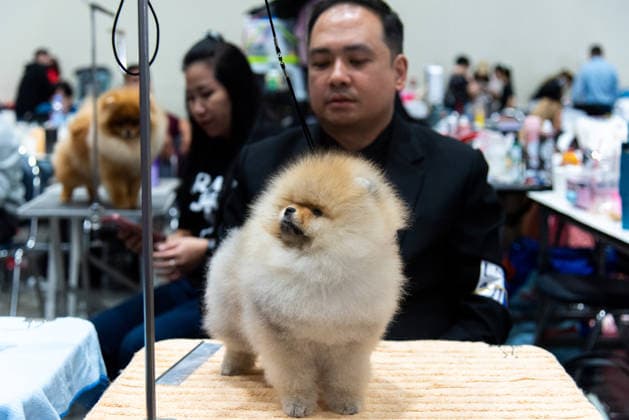 June 26, 2026, Bangkok, Thailand: A competitor prepares a Pomeranian dog during the Thailand International Dog Show 2026 at Impact Muang Thong. Bangkok Thailand - ZUMAs197 20260626_aaa_s197_033 Copyright: xPeeraponxBoonyakiatx