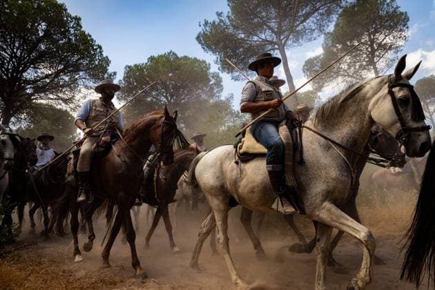 The traditional Saca de las Yeguas (Gathering of the Mares) in Almonte EL ROCÃO, SPAIN - JUNE 27: Today the traditional Saca de las Yeguas took place, where 1,600 mares and foals were driven in different tropas (groups) until their arrival in Almonte. This tradition has more than five centuries of roots, being one of the most significant events on the calendar in the province of Huelva. During the route, the yegüerizos can be seen driving the mares amid clouds of dust through the marshes and the Donana Natural Park until reaching the town of Almonte. El Rocio Spain Copyright: x xSamuelxVegax xJNAxPressx