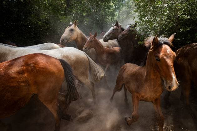 The traditional Saca de las Yeguas (Gathering of the Mares) in Almonte EL ROCÃO, SPAIN - JUNE 27: Today the traditional Saca de las Yeguas took place, where 1,600 mares and foals were driven in different tropas (groups) until their arrival in Almonte. This tradition has more than five centuries of roots, being one of the most significant events on the calendar in the province of Huelva. During the route, the yegüerizos can be seen driving the mares amid clouds of dust through the marshes and the Donana Natural Park until reaching the town of Almonte. El Rocio Spain Copyright: x xSamuelxVegax xJNAxPressx