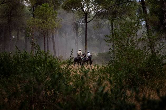 The traditional Saca de las Yeguas (Gathering of the Mares) in Almonte EL ROCÃO, SPAIN - JUNE 27: Today the traditional Saca de las Yeguas took place, where 1,600 mares and foals were driven in different tropas (groups) until their arrival in Almonte. This tradition has more than five centuries of roots, being one of the most significant events on the calendar in the province of Huelva. During the route, the yegüerizos can be seen driving the mares amid clouds of dust through the marshes and the Donana Natural Park until reaching the town of Almonte. El Rocio Spain Copyright: x xSamuelxVegax xJNAxPressx