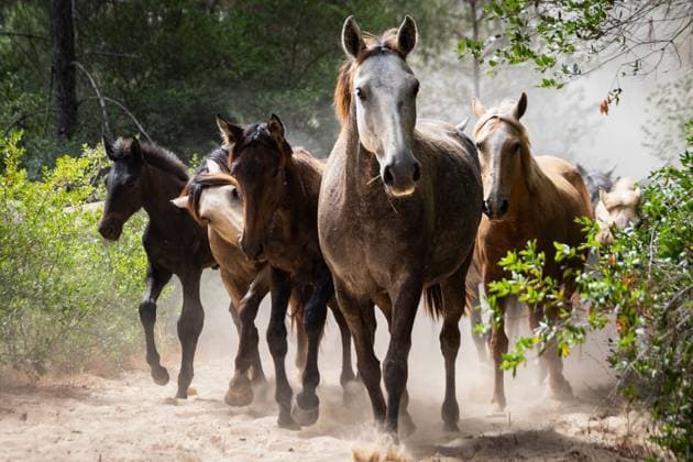 The traditional Saca de las Yeguas (Gathering of the Mares) in Almonte EL ROCÃO, SPAIN - JUNE 27: Today the traditional Saca de las Yeguas took place, where 1,600 mares and foals were driven in different tropas (groups) until their arrival in Almonte. This tradition has more than five centuries of roots, being one of the most significant events on the calendar in the province of Huelva. During the route, the yegüerizos can be seen driving the mares amid clouds of dust through the marshes and the Donana Natural Park until reaching the town of Almonte. El Rocio Spain Copyright: x xSamuelxVegax xJNAxPressx