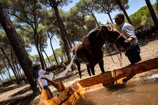 The traditional Saca de las Yeguas (Gathering of the Mares) in Almonte EL ROCÃO, SPAIN - JUNE 27: Today the traditional Saca de las Yeguas took place, where 1,600 mares and foals were driven in different tropas (groups) until their arrival in Almonte. This tradition has more than five centuries of roots, being one of the most significant events on the calendar in the province of Huelva. During the route, the yegüerizos can be seen driving the mares amid clouds of dust through the marshes and the Donana Natural Park until reaching the town of Almonte. El Rocio Spain Copyright: x xSamuelxVegax xJNAxPressx