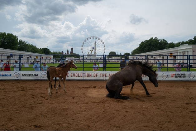 June 26, 2026, Washington, District Of Columbia, USA: A horse rises from laying down at a rodeo during the Great American State Fair on the National Mall in Washington, D.C. on June 26, 2026. Rodeo 250, produced by Cervi Rodeo Company, is one of numerous events during the 16-day fair, celebrating the 250th anniversary of the United States of America. Washington USA - ZUMAd227 20260626_znp_d227_003 Copyright: xBryanxDozierx