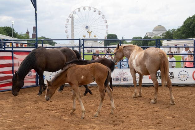 June 26, 2026, Washington, Dc, Washington, Dc, USA: The Great American State Fair s theme was Land and Prosperity on Friday, June 26. The daily rodeo took place at 4:00pm and included bull riding. Washington, Dc USA - ZUMAm230 20260626_znp_m230_032 Copyright: xNickxMasonx