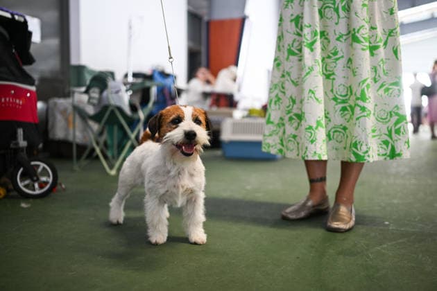International Dog Show in Poland KRAKOW, POLAND - JUNE 27 : Competitors with their dogs participate in the international dog show in Krakow,, Poland on June 27, 2026. The dog show, brings together hundreds of dogs from all over the world during a 2 days event. Omar Marques Anadolu Krakow Poland. Editorial use only. Please get in touch for any other usage.  Copyright: x2026xAnadoluxOmarxMarquesx
