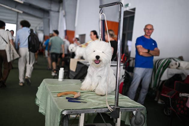 International Dog Show in Poland KRAKOW, POLAND - JUNE 27 : Competitors with their dogs participate in the international dog show in Krakow,, Poland on June 27, 2026. The dog show, brings together hundreds of dogs from all over the world during a 2 days event. Omar Marques Anadolu Krakow Poland. Editorial use only. Please get in touch for any other usage.  Copyright: x2026xAnadoluxOmarxMarquesx