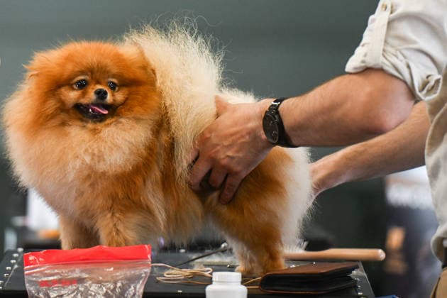 International Dog Show in Poland KRAKOW, POLAND - JUNE 27 : Competitors with their dogs participate in the international dog show in Krakow,, Poland on June 27, 2026. The dog show, brings together hundreds of dogs from all over the world during a 2 days event. Omar Marques Anadolu Krakow Poland. Editorial use only. Please get in touch for any other usage.  Copyright: x2026xAnadoluxOmarxMarquesx