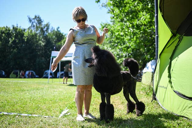 International Dog Show in Poland KRAKOW, POLAND - JUNE 27 : Competitors with their dogs participate in the international dog show in Krakow,, Poland on June 27, 2026. The dog show, brings together hundreds of dogs from all over the world during a 2 days event. Omar Marques Anadolu Krakow Poland. Editorial use only. Please get in touch for any other usage.  Copyright: x2026xAnadoluxOmarxMarquesx