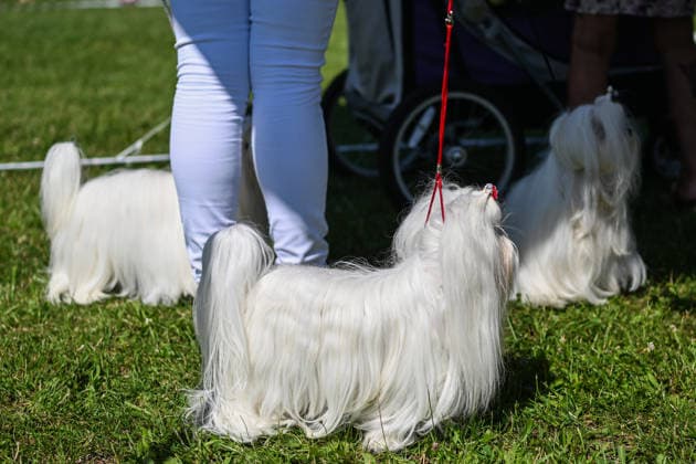 International Dog Show in Poland KRAKOW, POLAND - JUNE 27 : Competitors with their dogs participate in the international dog show in Krakow,, Poland on June 27, 2026. The dog show, brings together hundreds of dogs from all over the world during a 2 days event. Omar Marques Anadolu Krakow Poland. Editorial use only. Please get in touch for any other usage.  Copyright: x2026xAnadoluxOmarxMarquesx