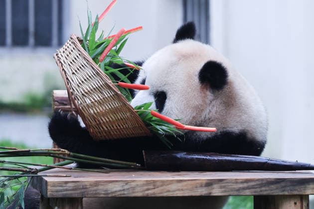 Entertainment Bilder des Tages CHONGQING, CHINA - JUNE 27: Giant panda Yu Ai eats fruit on June 27, 2026 in Chongqing, China.  Copyright: xVCGx 111650755386
