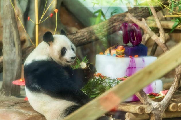 Nanning Zoo Giant Panda Birthday Giant panda Jilan at Nanning Zoo is celebrating its 10th birthday with a special panda birthday banquet on June 27, 2026 in Nanning, Guangxi Zhuang Autonomous Region, China. Nanning Guangxi China  Copyright: xCFOTOx i1782608462270