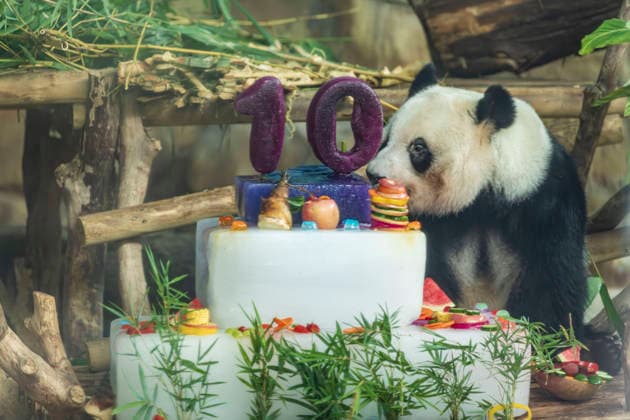 Nanning Zoo Giant Panda Birthday Giant panda Jilan at Nanning Zoo is celebrating its 10th birthday with a special panda birthday banquet on June 27, 2026 in Nanning, Guangxi Zhuang Autonomous Region, China. Nanning Guangxi China  Copyright: xCFOTOx i1782608462966