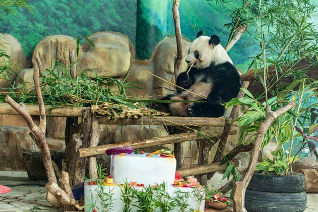 Nanning Zoo Giant Panda Birthday Giant panda Jilan at Nanning Zoo is celebrating its 10th birthday with a special panda birthday banquet on June 27, 2026 in Nanning, Guangxi Zhuang Autonomous Region, China. Nanning Guangxi China  Copyright: xCFOTOx i1782608463332