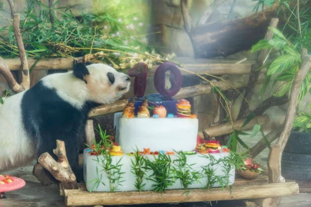 Nanning Zoo Giant Panda Birthday Giant panda Jilan at Nanning Zoo is celebrating its 10th birthday with a special panda birthday banquet on June 27, 2026 in Nanning, Guangxi Zhuang Autonomous Region, China. Nanning Guangxi China  Copyright: xCFOTOx i1782608463534