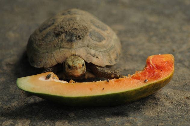 Entertainment Bilder des Tages June 28, 2026: CHATTOGRAM, BANGLADESH Ã¢â‚¬ Critically endangered elongated tortoise (Indotestudo elongata) hatchlings after successfully hatching at Chattogram Zoo in Chattogram, Bangladesh. Native to Bangladesh, India, Nepal, Myanmar, Thailand and other parts of Southeast Asia, the species is listed as Critically Endangered due to habitat loss and illegal wildlife trade. The successful captive breeding marks an important milestone in conservation efforts - ZUMAr143 20260628_zap_r143_023 Copyright: xMdxRafayatxHaquexKhanx