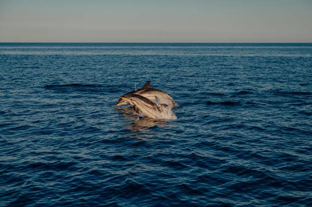 Common dolphins swimming together in the Ionian Sea off Taormina Taormina, Sicily, Italy CR_EPZT260625B6-2068838-01