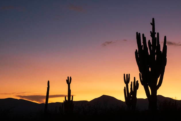Saguaro cacti silhouetted against a desert sunset sky Zapotitlán, Puebla, Mexico R_DLAF260625A-2067914-01