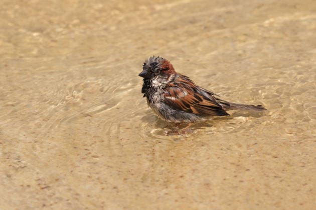 June 29, 2026, Warsaw, Masovian Voivodeship, Poland: A sparrow bathes in a fountain on the Old Town Market Square during severe heat in Warsaw, Poland. This was the second day in a row that temperatures in the Polish capital climbed over 35Ã‚Â°C, as a scorching heat dome moves eastwards across Europe, bringing with it record-breaking high temperatures. Warsaw Poland  - ZUMAk204 20260629_zip_k204_008 Copyright: xRomanxKozielx