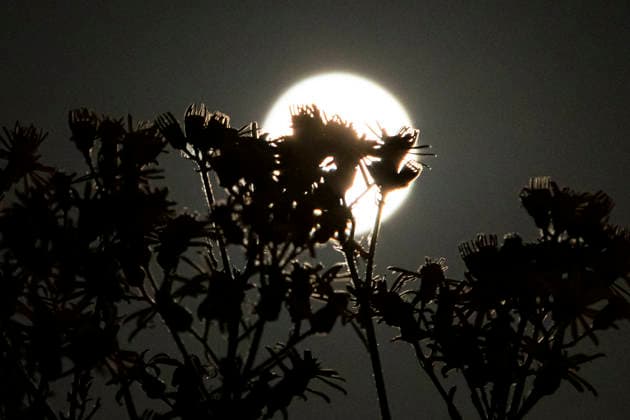 Strawberry Full Moon Rises Over The Netherlands The bright Strawberry full moon behind trees, plants and flowers, the first full moon of summer, rises in the Netherlands while June s full moon will be the lowest-hanging full moon of the year. Close-up of the full moon, nicknamed as Strawberry moon seen rising over the Dutch city of Eindhoven, between buildings and street lights. The moon is earth s natural satellite, illuminating the night sky. The Moon is an astronomical body orbiting Earth and is the planet s only natural satellite known as Selene or Luna. Eindhoven, Netherlands on June 30, 2026 Eindhoven Netherlands  Copyright: xNicolasxEconomoux originalFilename: oikonomou-notitle260630_np8dh.jpg