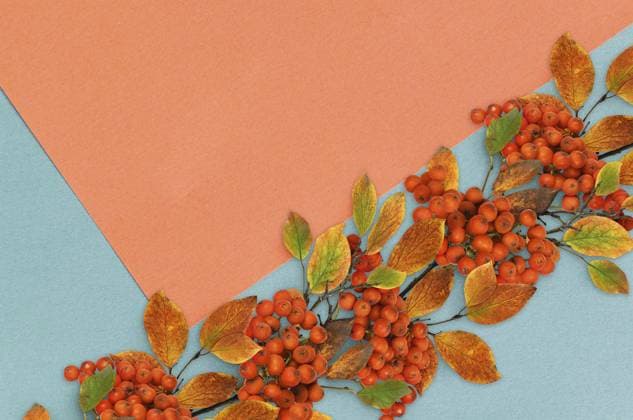 Herbstzweige mit bunten Blättern und Vogelbeeren in einer saisonalen Girlande auf Papierfarbenblockhintergrund Autumn twigs with colorful leaves and rowanberries in a seasonal garland on paper colorblock background Copyright: imageBROKER OksanaxKornienko ibxiqx18086178.jpg