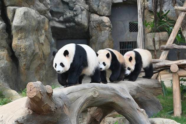 News Themen der Woche KW27 RECORD DATE NOT STATED HONG KONG-DAILY GIANT PANDA Giant panda Ying Ying, Little Sister and Little Bother Giant Panda at Ocean Park in Hong Kong, June 30, 2026.NEXPHER Kobe Li Hong Kong