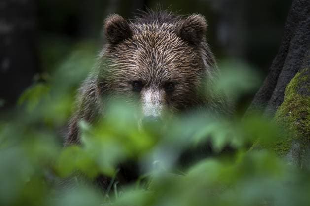 Europäischer Braunbär (Ursus arctos arctos) im Wald, Notranjska Region, Slowenien European brown bear (Ursus arctos arctos) in the forest, Notranjska region, Slovenia Copyright: imageBROKER RobertxHaasmann ibxroh18169767.jpg