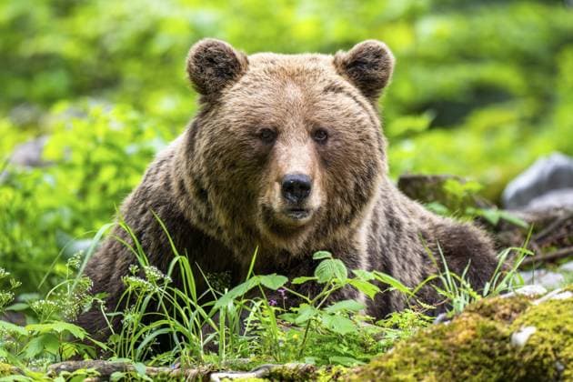 Europäischer Braunbär (Ursus arctos arctos), im Wald, Dolenjska Region, Slowenien European brown bear (Ursus arctos arctos), in the forest, Dolenjska region, Slovenia Copyright: imageBROKER RobertxHaasmann ibxroh18169794.jpg