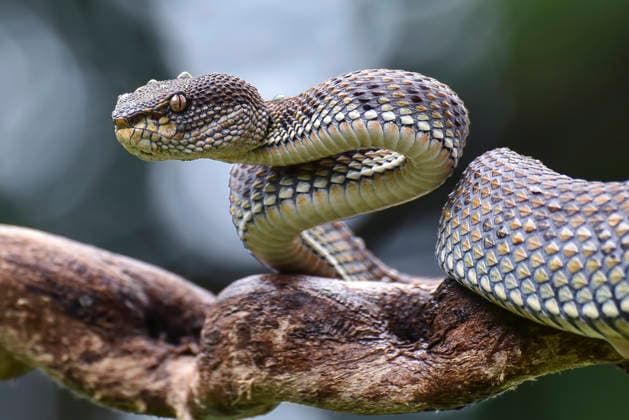 A mangrove pit viper in a poised stance, ready to strike. Jakarta, Jakarta, Indonesia CR_DIOE260630-2072294-01