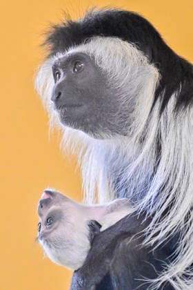 A baby Ruwenzori colobus (Colobus angolensis ruwenzorii) in the Plzen Zoo, Czech Republic, on July 1, 2026. (CTKxPhoto MiroslavxChaloupka) CTKPhotoP2026070105144  CTKPhotoP2026070105144