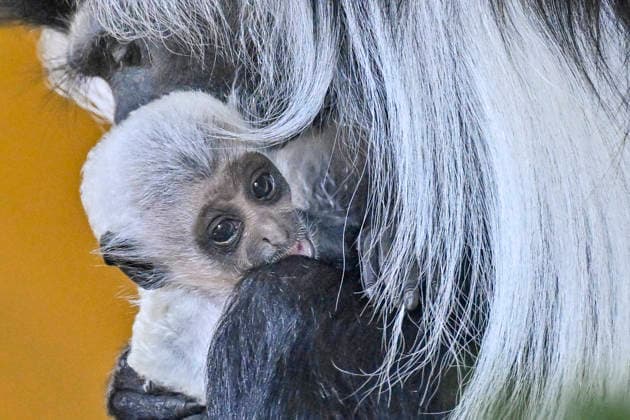 A baby Ruwenzori colobus (Colobus angolensis ruwenzorii) in the Plzen Zoo, Czech Republic, on July 1, 2026. (CTKxPhoto MiroslavxChaloupka) CTKPhotoP2026070105145  CTKPhotoP2026070105145