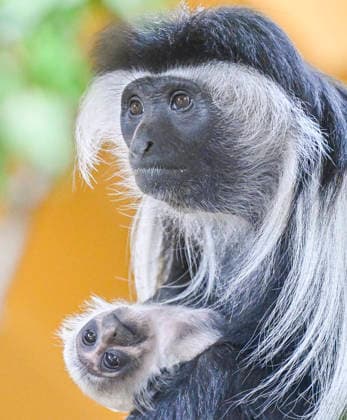 A baby Ruwenzori colobus (Colobus angolensis ruwenzorii) in the Plzen Zoo, Czech Republic, on July 1, 2026. (CTKxPhoto MiroslavxChaloupka) CTKPhotoP2026070105148  CTKPhotoP2026070105148