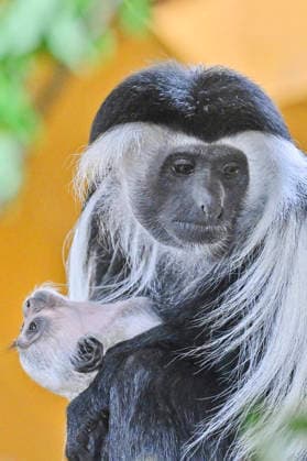 A baby Ruwenzori colobus (Colobus angolensis ruwenzorii) in the Plzen Zoo, Czech Republic, on July 1, 2026. (CTKxPhoto MiroslavxChaloupka) CTKPhotoP2026070105150  CTKPhotoP2026070105150