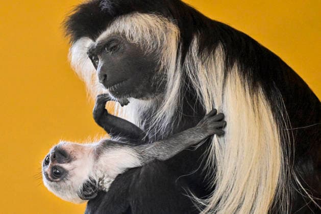 A baby Ruwenzori colobus (Colobus angolensis ruwenzorii) in the Plzen Zoo, Czech Republic, on July 1, 2026. (CTKxPhoto MiroslavxChaloupka) CTKPhotoP2026070105156  CTKPhotoP2026070105156