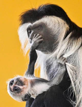 A baby Ruwenzori colobus (Colobus angolensis ruwenzorii) in the Plzen Zoo, Czech Republic, on July 1, 2026. (CTKxPhoto MiroslavxChaloupka) CTKPhotoP2026070105157  CTKPhotoP2026070105157