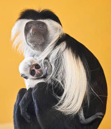 A baby Ruwenzori colobus (Colobus angolensis ruwenzorii) in the Plzen Zoo, Czech Republic, on July 1, 2026. (CTKxPhoto MiroslavxChaloupka) CTKPhotoP2026070105161  CTKPhotoP2026070105161