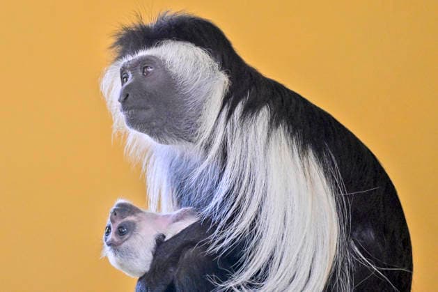 A baby Ruwenzori colobus (Colobus angolensis ruwenzorii) in the Plzen Zoo, Czech Republic, on July 1, 2026. (CTKxPhoto MiroslavxChaloupka) CTKPhotoP2026070105188  CTKPhotoP2026070105188