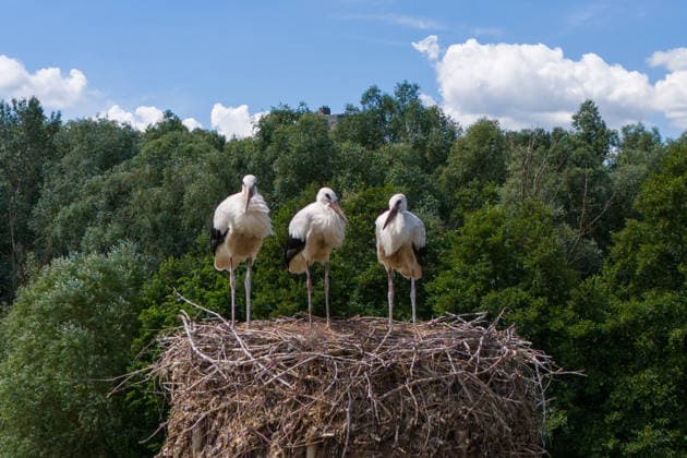 July 1, 2026, Frankfurt, Hesse, Germany: A stork family is seen in its nest in a field on the outskirts of Frankfurt am Main, Germany. Frankfurt Germany - ZUMAb332 20260701_zip_b332_012 Copyright: xMatiasxBasualdox