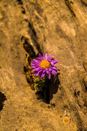 Bright purple flower grows from a rocky surface in a natural setting Vallouise-Pelvoux, Provence-Alpes-Côte d Azur, France R_POMW260630A-2072221-01
