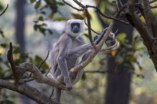 Hanuman-Langur, Indischer-Langur, Grauer Langur, Affe, Bardia Nationalpark, Dschungel, Nepal Hanuman-Langur, Indian Langur, Grey Langur, Monkey, Bardia National Park, Jungle, Nepal Copyright: imageBROKER WigbertxRöth iblwgb18226066.jpg