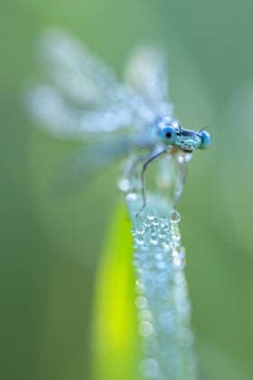 Europa; Deutschland; Germany; Niedersachsen; Hildesheim; Innerstetal; Heinde; Naturfotografie; Libelle: Eine mit Tautropfen benetzte blaue Federlibelle sitzt morgens an einem Grashalm um sich auf zu wärmen *** Europe Germany Lower Saxony Hildesheim Innerstetal Heinde Nature Photography Dragonfly A blue feathered dragonfly, glistening with dewdrops, perches on a blade of grass in the morning to warm itself