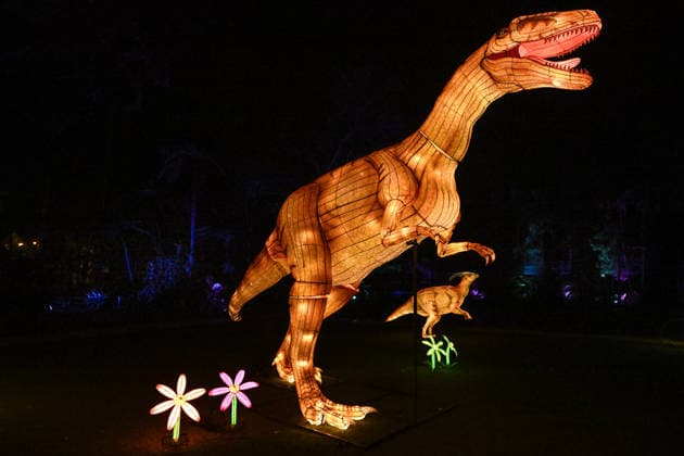 ILLUMINATE ADELAIDE, T-Rex Installation at the Adelaide Zoo during Illuminate Adelaide, Adelaide, Thursday, July 2, 2026. ( NO ARCHIVING ADELAIDE SOUTH AUSTRALIA AUSTRALIA  Copyright: xMICHAELxERREYx 20260702126157993363