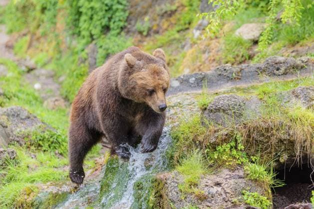 Eine Braunbärin (Ursus arctos arctos) läuft durch dichte Vegetation in hügeligem Gelände und überquert dabei Bäche und kleine Wasserfälle. Siebenbürgen, Rumänien A female brown bear (Ursus arctos arctos) is walking through dense vegetation in hilly terrain, crossing streams and small waterfalls along the way. Transylvania, Romania Copyright: imageBROKER photoholic iblprn18240404.jpg