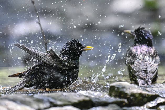 Creative Highlights World Birds take a cooling break at Segmenler Park in Ankara ANKARA, TURKIYE - JUNE 27: A view from Segmenler Park in Turkish capital Ankara on June 27, 2026. With the arrival of spring, various bird species, including house sparrows, European goldfinches and common starlings, cooled off and foraged in puddles at Segmenler Park in the Cankaya district of Ankara. Ismail Kaplan Anadolu Ankara Turkey. Editorial use only. Please get in touch for any other usage.  Copyright: x2026xAnadoluxÄ°smailxKaplanx
